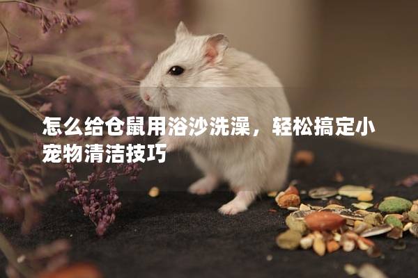 怎么给仓鼠用浴沙洗澡，轻松搞定小宠物清洁技巧