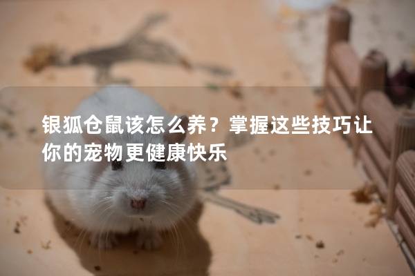 银狐仓鼠该怎么养？掌握这些技巧让你的宠物更健康快乐