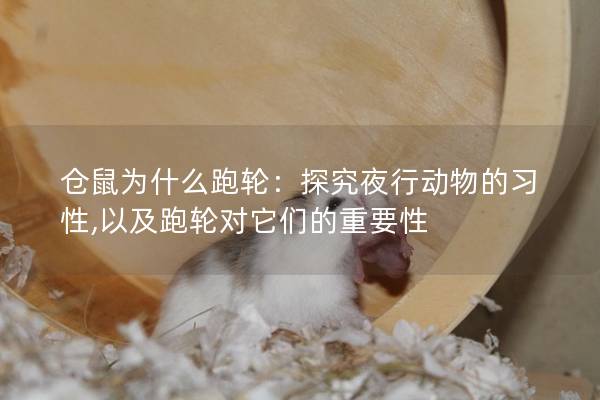 仓鼠为什么跑轮：探究夜行动物的习性,以及跑轮对它们的重要性