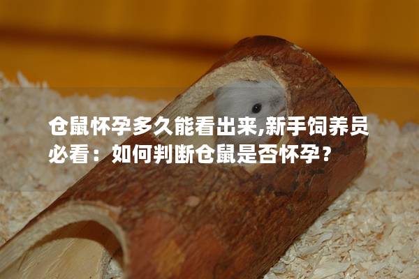 仓鼠怀孕多久能看出来,新手饲养员必看：如何判断仓鼠是否怀孕？