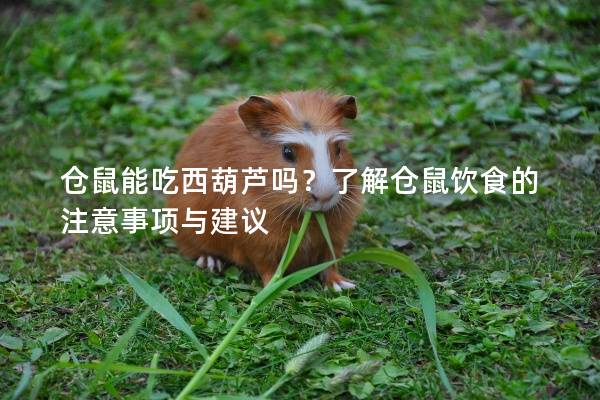 仓鼠能吃西葫芦吗？了解仓鼠饮食的注意事项与建议