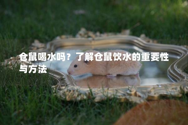 仓鼠喝水吗？了解仓鼠饮水的重要性与方法