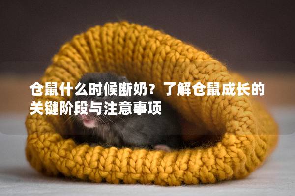 仓鼠什么时候断奶？了解仓鼠成长的关键阶段与注意事项