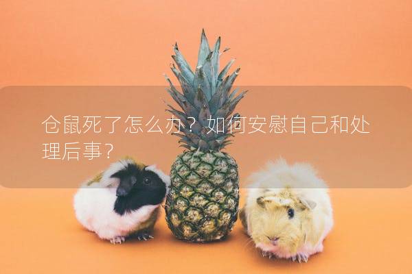 仓鼠死了怎么办？如何安慰自己和处理后事？