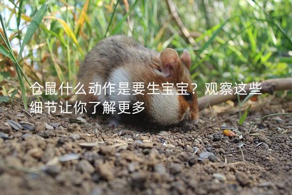 仓鼠什么动作是要生宝宝？观察这些细节让你了解更多