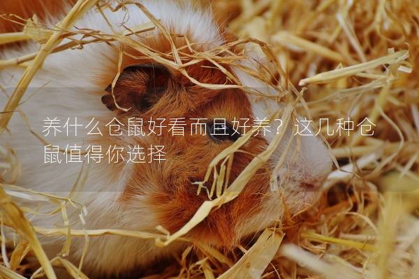 养什么仓鼠好看而且好养？这几种仓鼠值得你选择