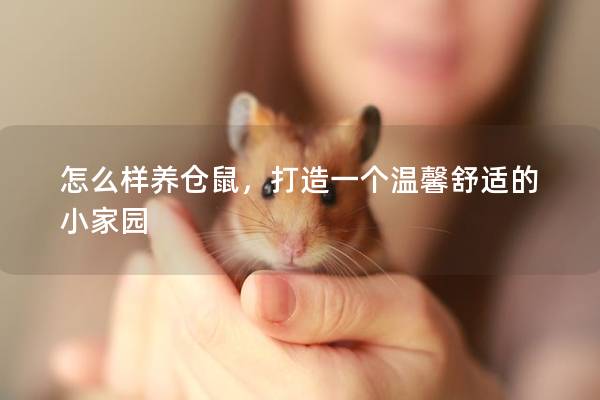 怎么样养仓鼠，打造一个温馨舒适的小家园