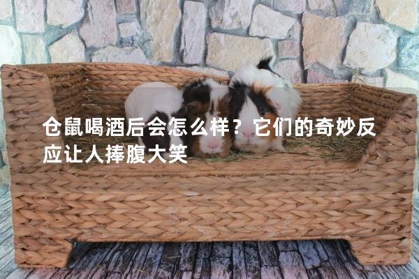 仓鼠喝酒后会怎么样？它们的奇妙反应让人捧腹大笑
