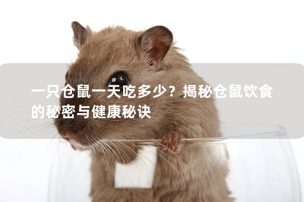一只仓鼠一天吃多少？揭秘仓鼠饮食的秘密与健康秘诀