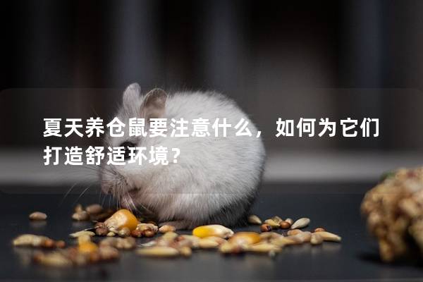 夏天养仓鼠要注意什么，如何为它们打造舒适环境？