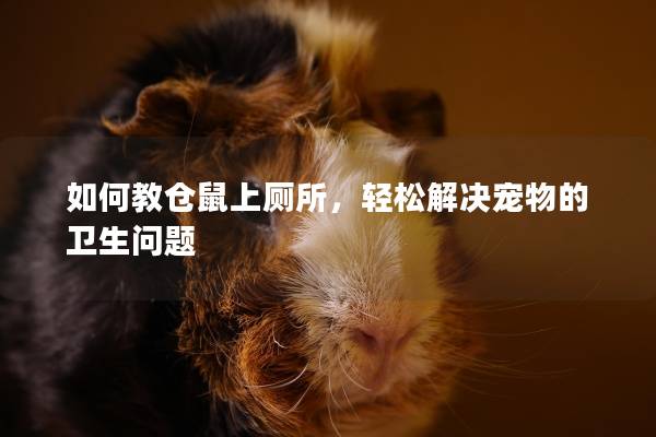 如何教仓鼠上厕所，轻松解决宠物的卫生问题