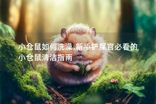 小仓鼠如何洗澡,新手铲屎官必看的小仓鼠清洁指南