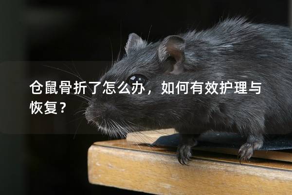 仓鼠骨折了怎么办，如何有效护理与恢复？