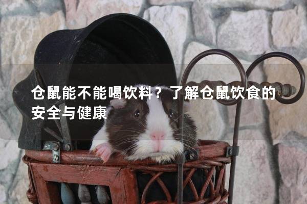 仓鼠能不能喝饮料？了解仓鼠饮食的安全与健康