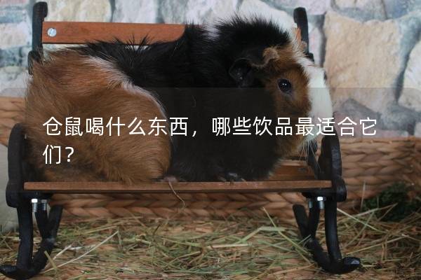 仓鼠喝什么东西，哪些饮品最适合它们？