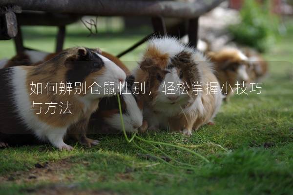 如何辨别仓鼠性别，轻松掌握小技巧与方法