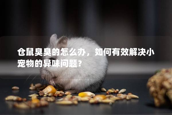 仓鼠臭臭的怎么办，如何有效解决小宠物的异味问题？