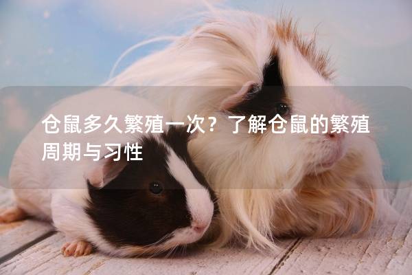仓鼠多久繁殖一次？了解仓鼠的繁殖周期与习性