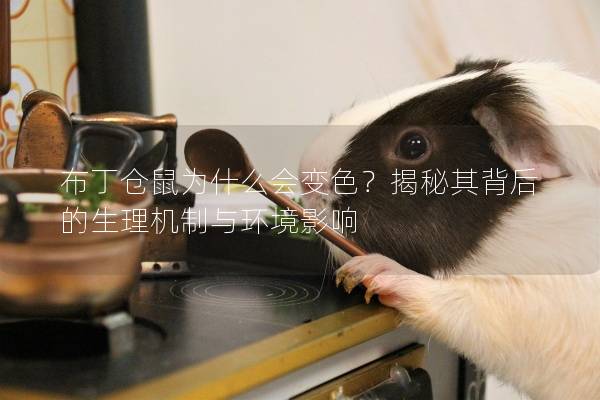 布丁仓鼠为什么会变色？揭秘其背后的生理机制与环境影响