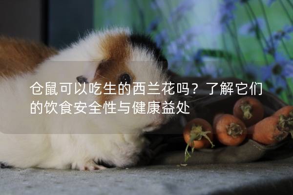 仓鼠可以吃生的西兰花吗？了解它们的饮食安全性与健康益处