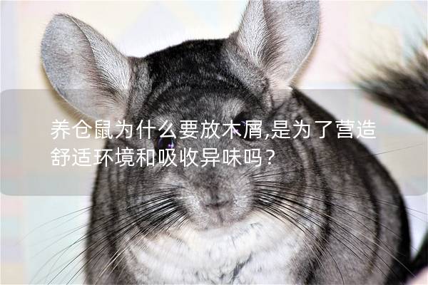 养仓鼠为什么要放木屑,是为了营造舒适环境和吸收异味吗？