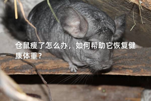 仓鼠瘦了怎么办，如何帮助它恢复健康体重？