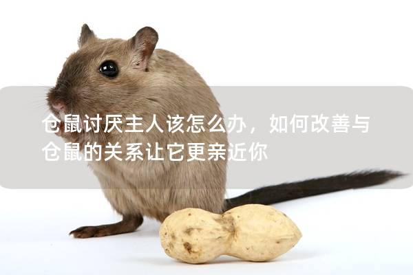 仓鼠讨厌主人该怎么办，如何改善与仓鼠的关系让它更亲近你