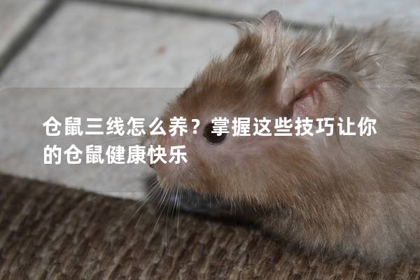 仓鼠三线怎么养？掌握这些技巧让你的仓鼠健康快乐