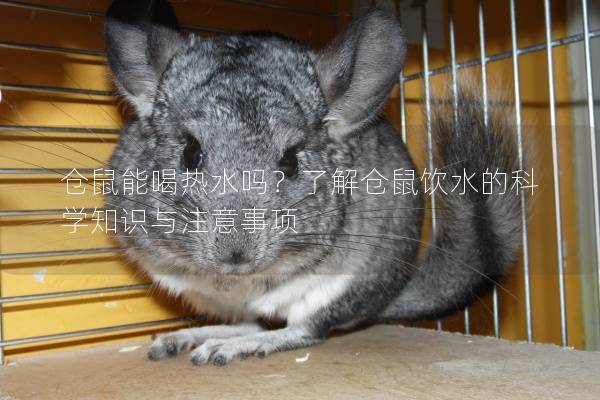 仓鼠能喝热水吗？了解仓鼠饮水的科学知识与注意事项