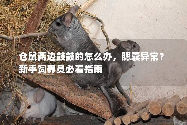 仓鼠两边鼓鼓的怎么办，腮囊异常？新手饲养员必看指南