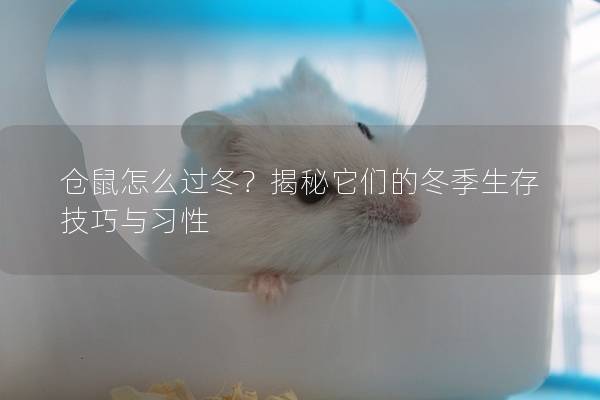 仓鼠怎么过冬？揭秘它们的冬季生存技巧与习性