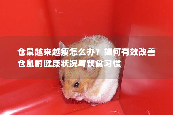 仓鼠越来越瘦怎么办？如何有效改善仓鼠的健康状况与饮食习惯