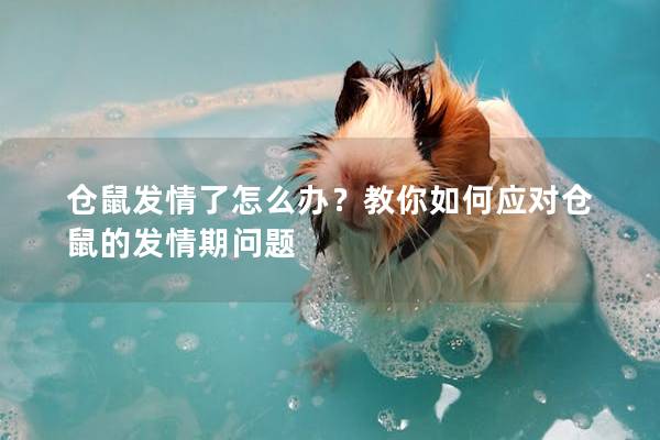 仓鼠发情了怎么办？教你如何应对仓鼠的发情期问题