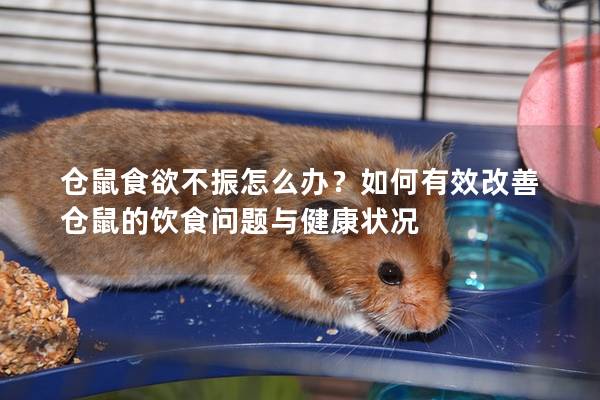 仓鼠食欲不振怎么办？如何有效改善仓鼠的饮食问题与健康状况