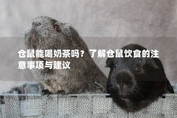 仓鼠能喝奶茶吗？了解仓鼠饮食的注意事项与建议