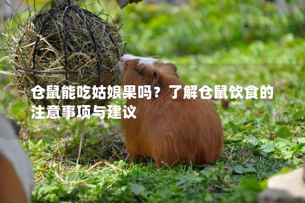 仓鼠能吃姑娘果吗？了解仓鼠饮食的注意事项与建议