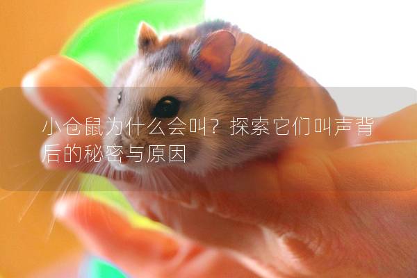 小仓鼠为什么会叫？探索它们叫声背后的秘密与原因