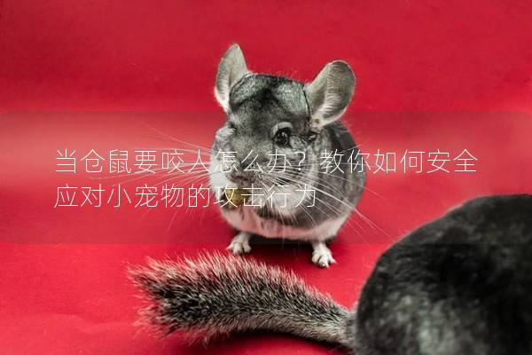 当仓鼠要咬人怎么办？教你如何安全应对小宠物的攻击行为