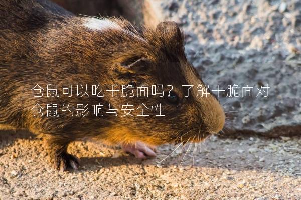 仓鼠可以吃干脆面吗？了解干脆面对仓鼠的影响与安全性