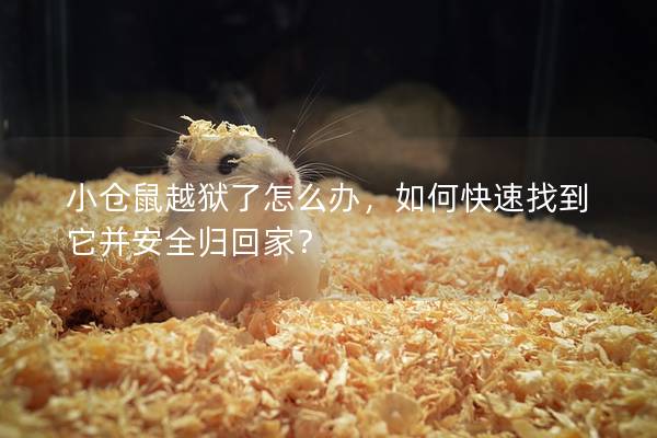 小仓鼠越狱了怎么办，如何快速找到它并安全归回家？