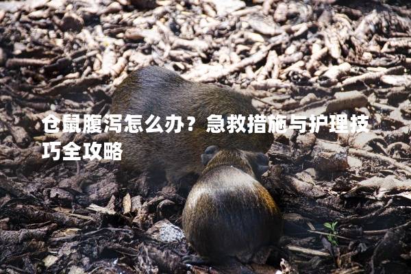 仓鼠腹泻怎么办？急救措施与护理技巧全攻略