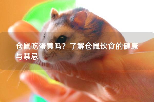仓鼠吃蛋黄吗？了解仓鼠饮食的健康与禁忌