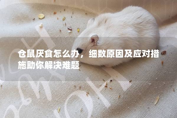仓鼠厌食怎么办，细数原因及应对措施助你解决难题