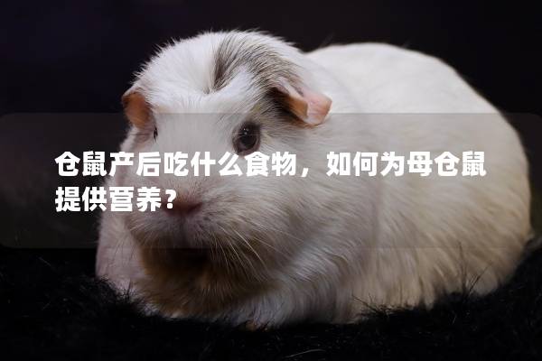 仓鼠产后吃什么食物，如何为母仓鼠提供营养？