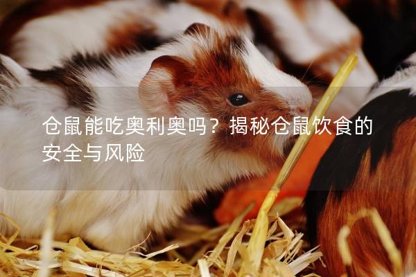 仓鼠能吃奥利奥吗？揭秘仓鼠饮食的安全与风险