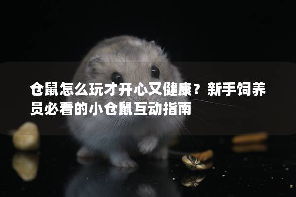 仓鼠怎么玩才开心又健康？新手饲养员必看的小仓鼠互动指南
