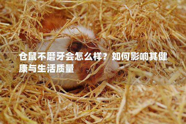 仓鼠不磨牙会怎么样？如何影响其健康与生活质量