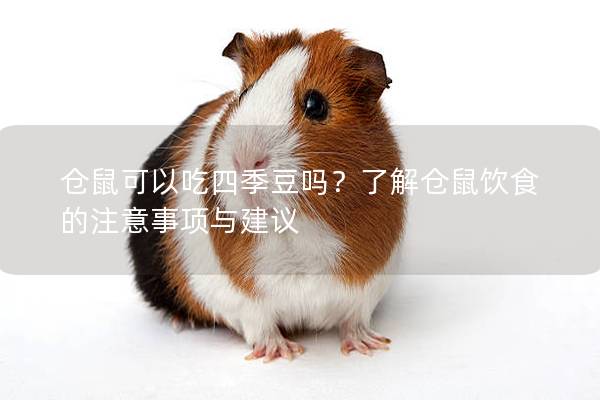 仓鼠可以吃四季豆吗？了解仓鼠饮食的注意事项与建议