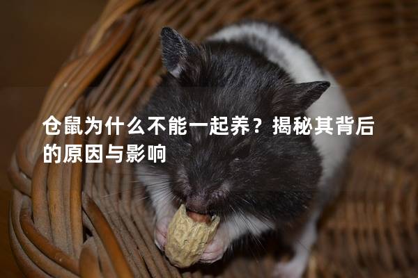 仓鼠为什么不能一起养？揭秘其背后的原因与影响