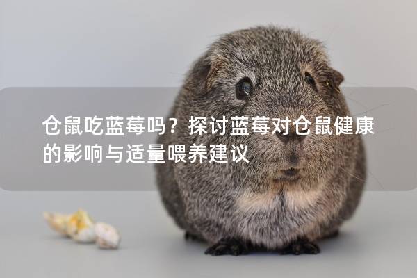 仓鼠吃蓝莓吗？探讨蓝莓对仓鼠健康的影响与适量喂养建议